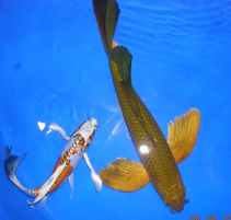 Butterfly Koi For Sale