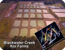 Blackwater Creek Koi Farm